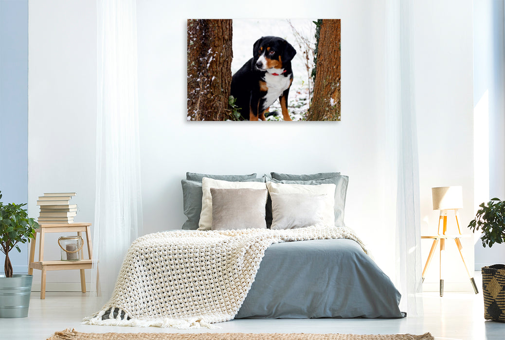 Premium Textil-Leinwand Premium Textil-Leinwand 120 cm x 80 cm quer Entlebucher Sennenhund