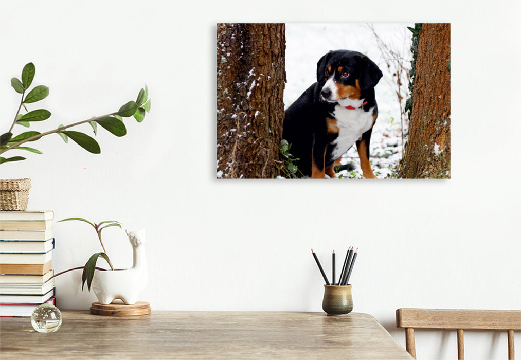 Premium Textil-Leinwand Premium Textil-Leinwand 120 cm x 80 cm quer Entlebucher Sennenhund