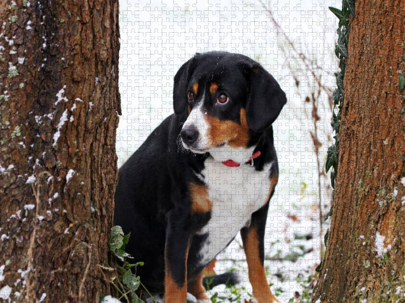 Entlebucher Sennenhund - CALVENDO Foto-Puzzle'