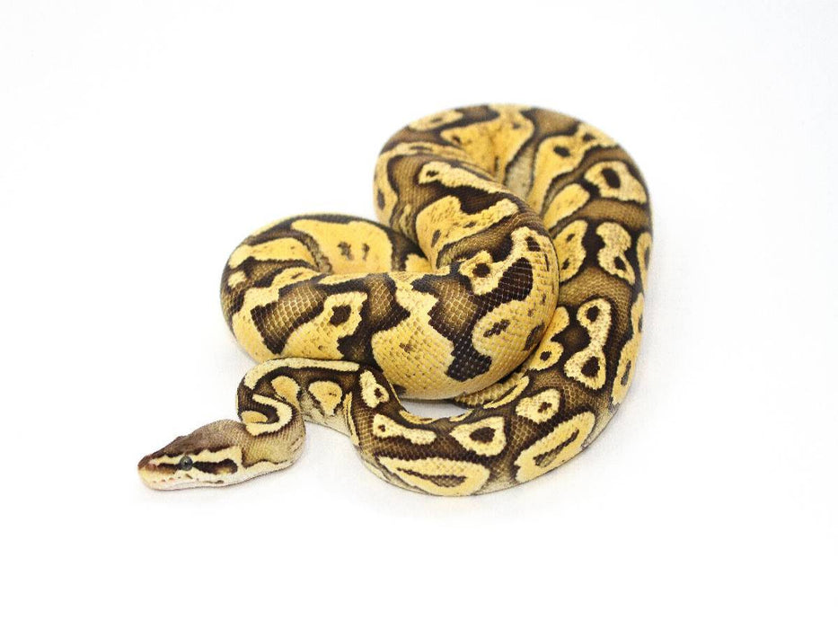 Python - CALVENDO Foto-Puzzle'