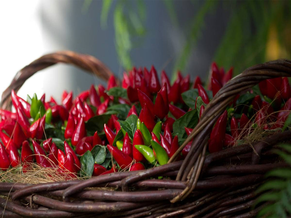 Chilli - CALVENDO Foto-Puzzle'