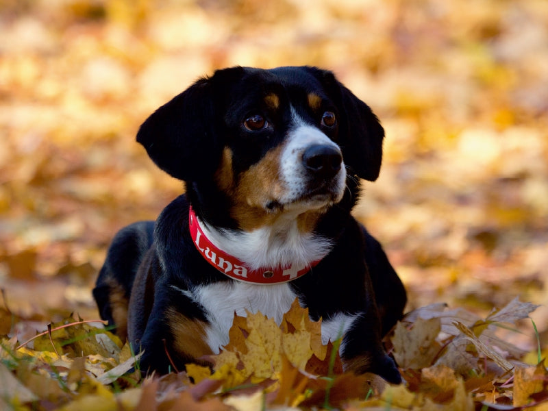Entlebucher Sennenhund 1000 Teile Puzzle quer - CALVENDO Foto-Puzzle'