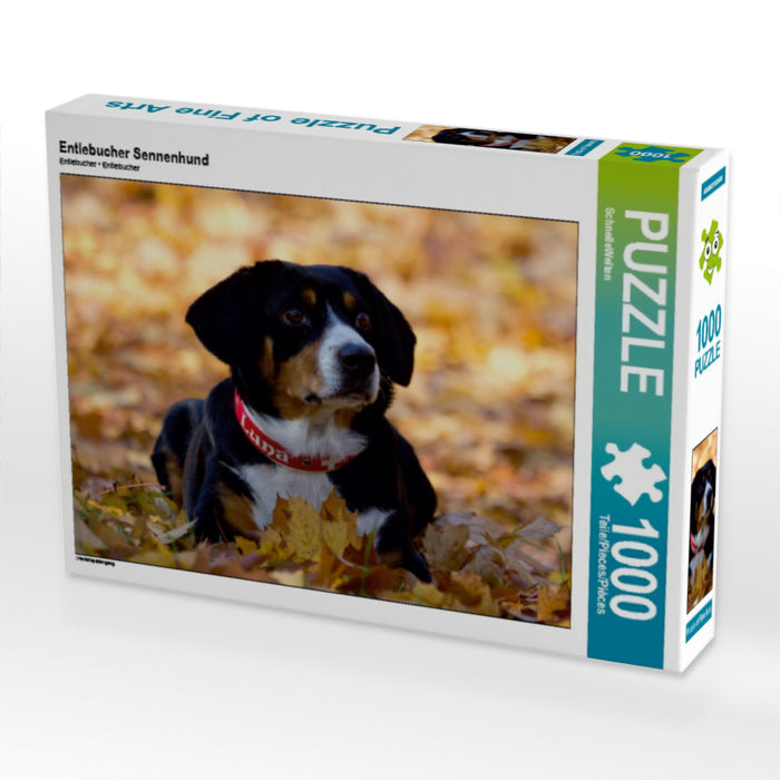 Entlebucher Sennenhund 1000 Teile Puzzle quer - CALVENDO Foto-Puzzle'
