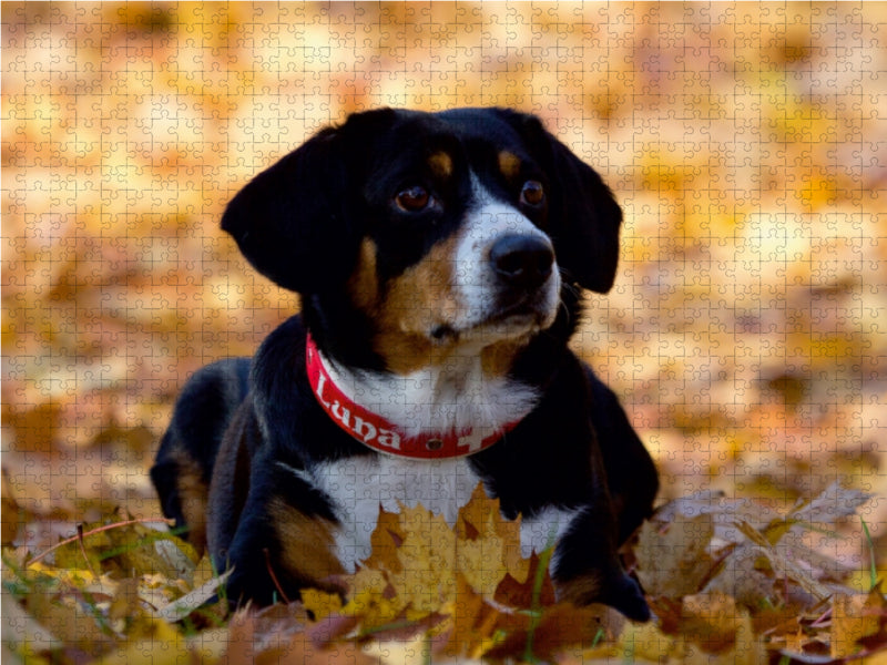 Entlebucher Sennenhund 1000 Teile Puzzle quer - CALVENDO Foto-Puzzle'