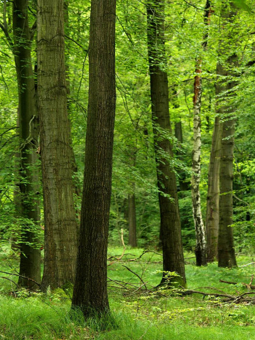 Sommergrüner Wald - CALVENDO Foto-Puzzle'
