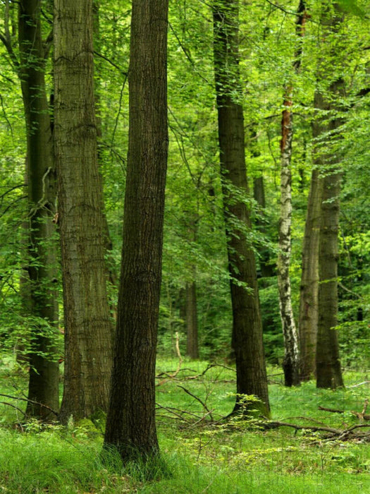 Sommergrüner Wald - CALVENDO Foto-Puzzle'
