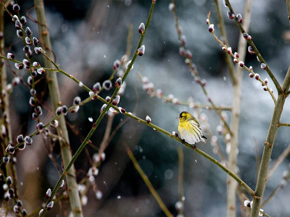 Erlenzeisig - CALVENDO Foto-Puzzle'