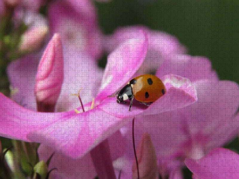 Glückskäfer - CALVENDO Foto-Puzzle'