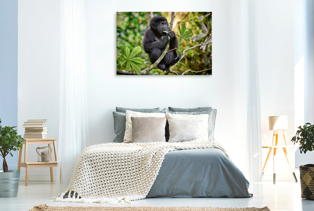 Premium Textil-Leinwand Premium Textil-Leinwand 120 cm x 80 cm quer süsser kleiner Berggorilla, Gorilla beringei beringei, Bwindi Impenetrable Nationalpark, Uganda, Afrika