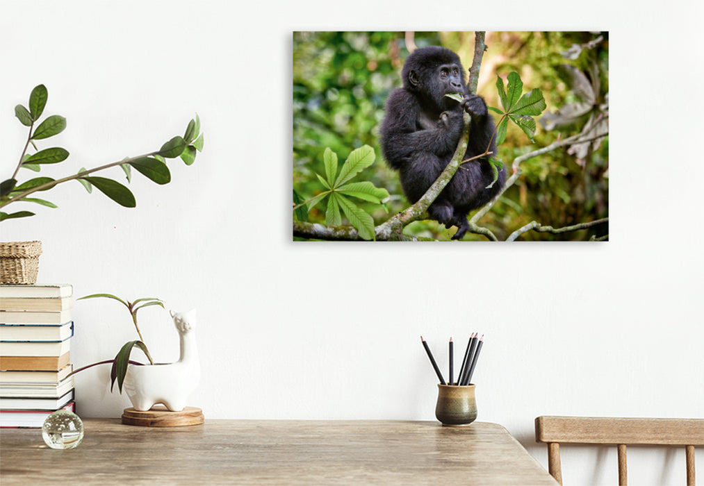 Premium Textil-Leinwand Premium Textil-Leinwand 120 cm x 80 cm quer süsser kleiner Berggorilla, Gorilla beringei beringei, Bwindi Impenetrable Nationalpark, Uganda, Afrika