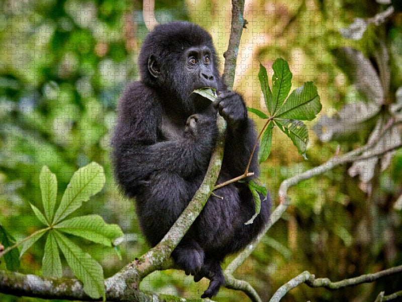 süsser kleiner Berggorilla, Gorilla beringei beringei, Bwindi Impenetrable Nationalpark, Uganda, Afrika - CALVENDO Foto-Puzzle'
