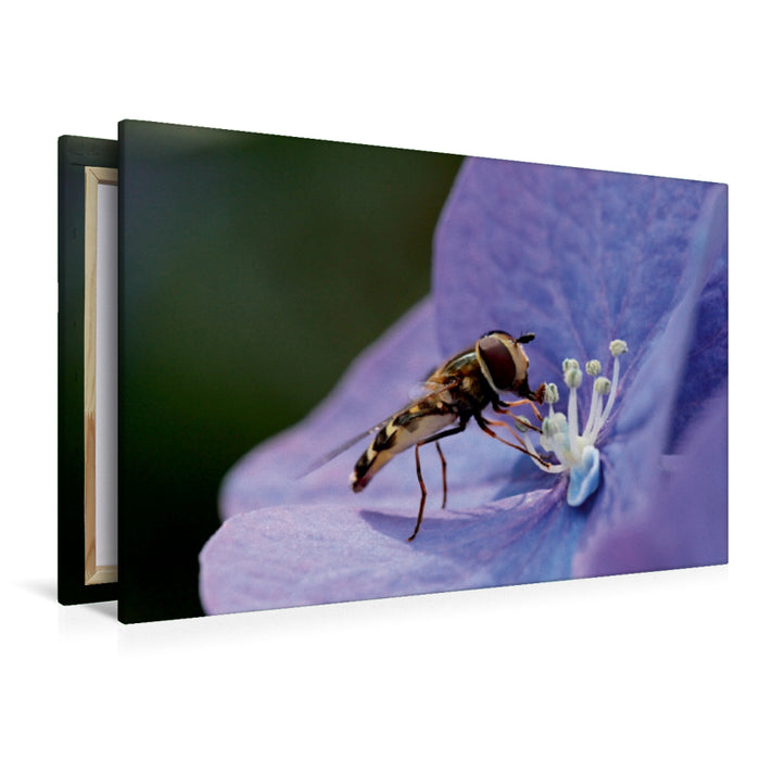 Premium Textil-Leinwand Schwebfliege auf Hortensie