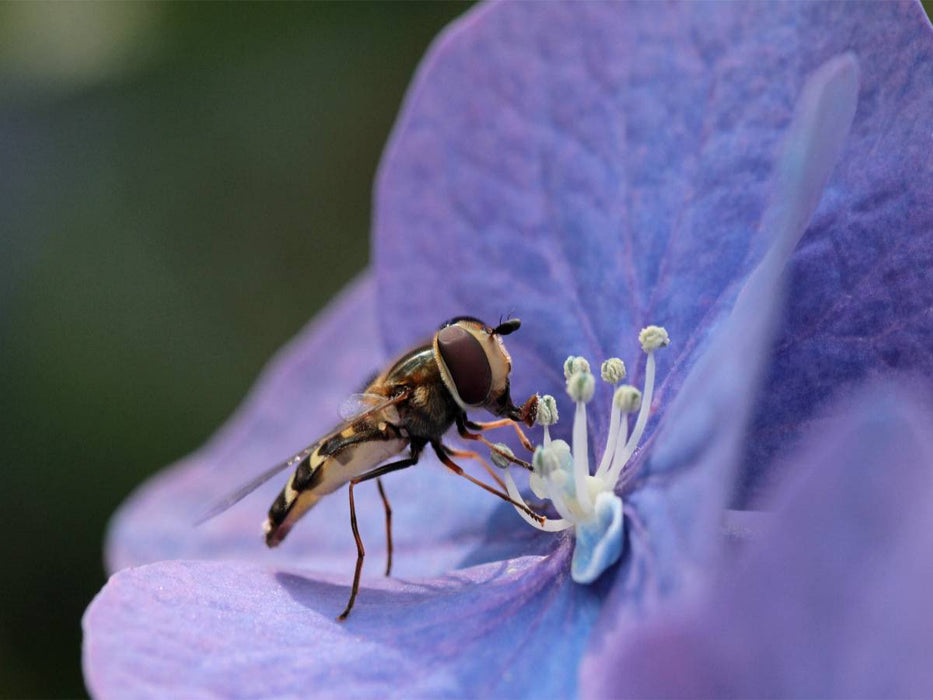 Schwebfliege auf Hortensie - CALVENDO Foto-Puzzle'