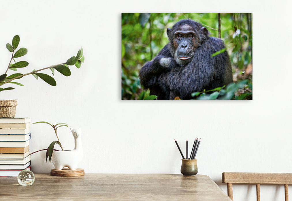 Premium Textil-Leinwand Premium Textil-Leinwand 120 cm x 80 cm quer Porträt eines wilden Schimpansen, Pan troglodytes, Kibale-Nationalpark, Fort Portal, Uganda, Afrika