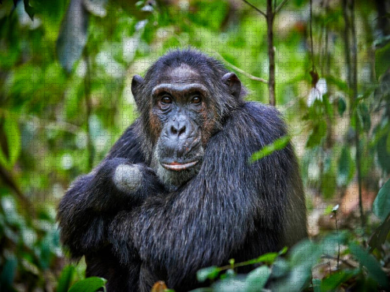 Porträt eines wilden Schimpansen, Pan troglodytes, Kibale-Nationalpark, Fort Portal, Uganda, Afrika - CALVENDO Foto-Puzzle'