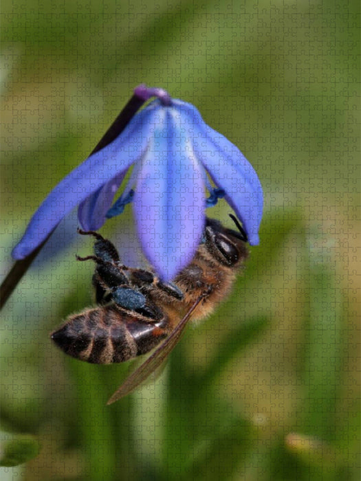 Frühlingsimpression - CALVENDO Foto-Puzzle'