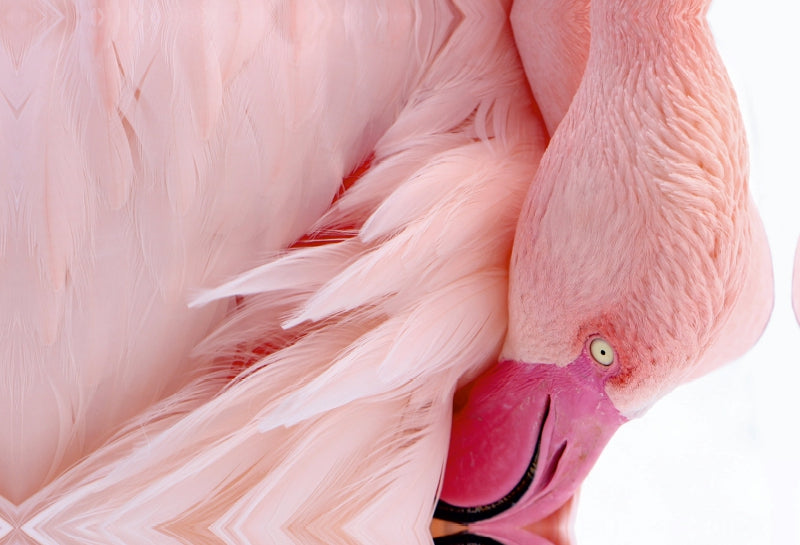 Premium Textil-Leinwand Rosa Flamingo