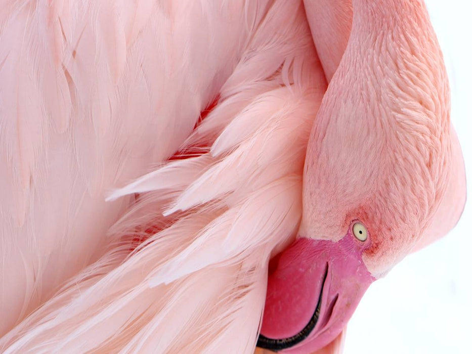 Rosa Flamingo - CALVENDO Foto-Puzzle'