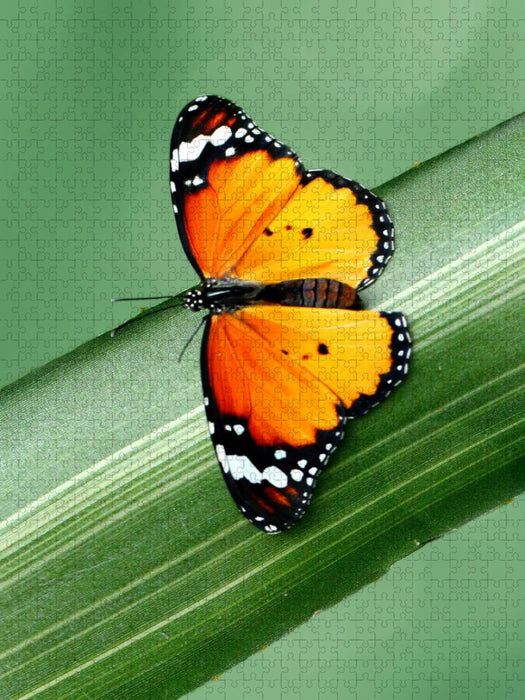 Schöner exotisch leuchtender Schmetterling - CALVENDO Foto-Puzzle'