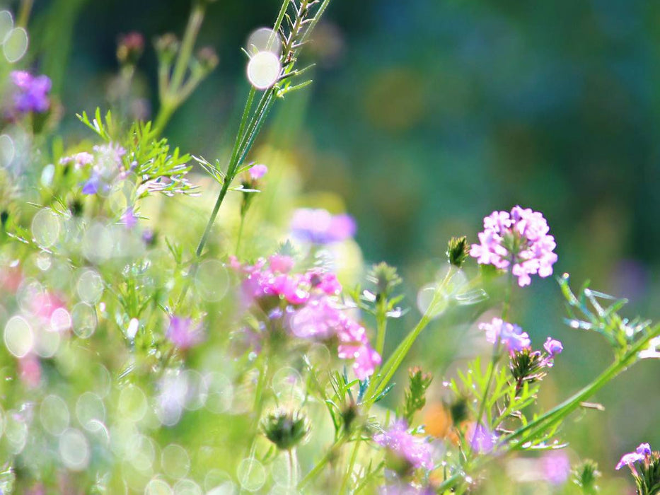 Sommerwiese im Sommerlicht - CALVENDO Foto-Puzzle'