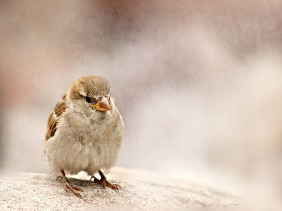 Kleiner Spatz - CALVENDO Foto-Puzzle'