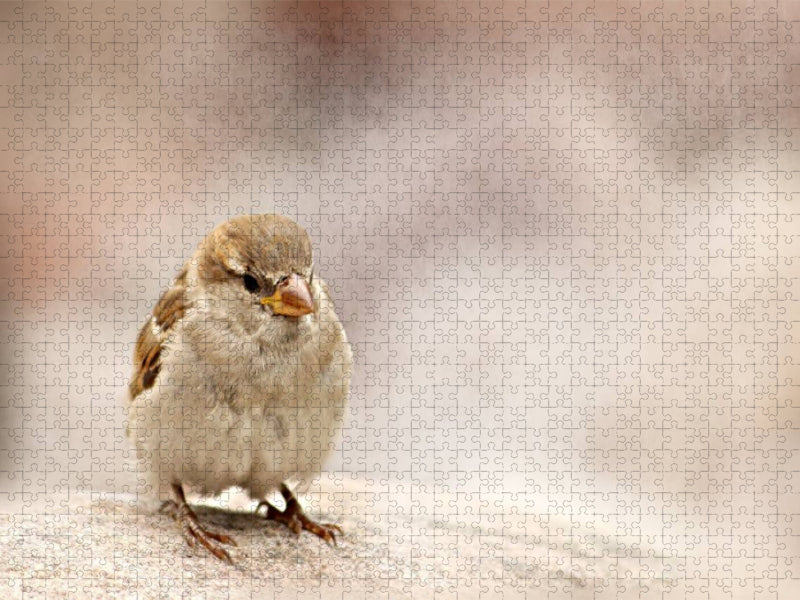 Kleiner Spatz - CALVENDO Foto-Puzzle'