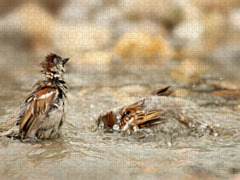 Zwei badende freche Spatzen - CALVENDO Foto-Puzzle'
