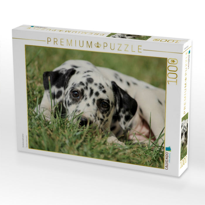 Pünktchendalmatiner - CALVENDO Foto-Puzzle'