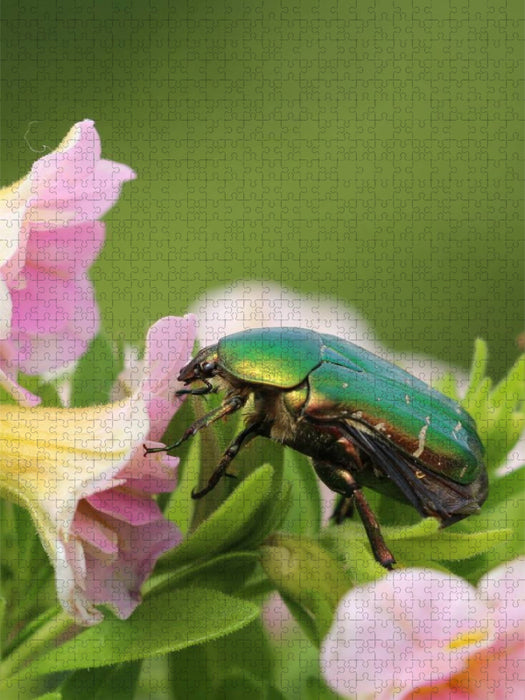 Rosenkäfer im Blütenrausch - CALVENDO Foto-Puzzle'