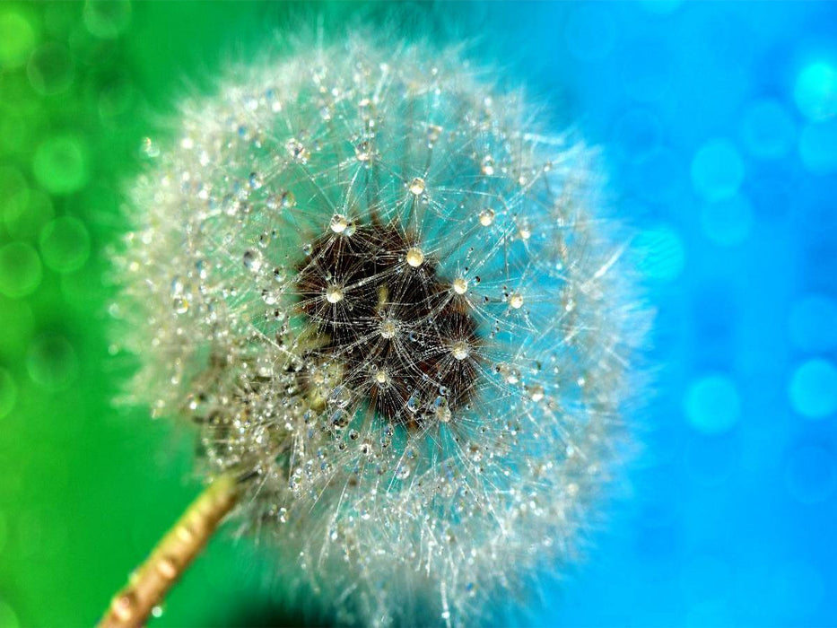 Pusteblume mit Tautropfen - CALVENDO Foto-Puzzle'