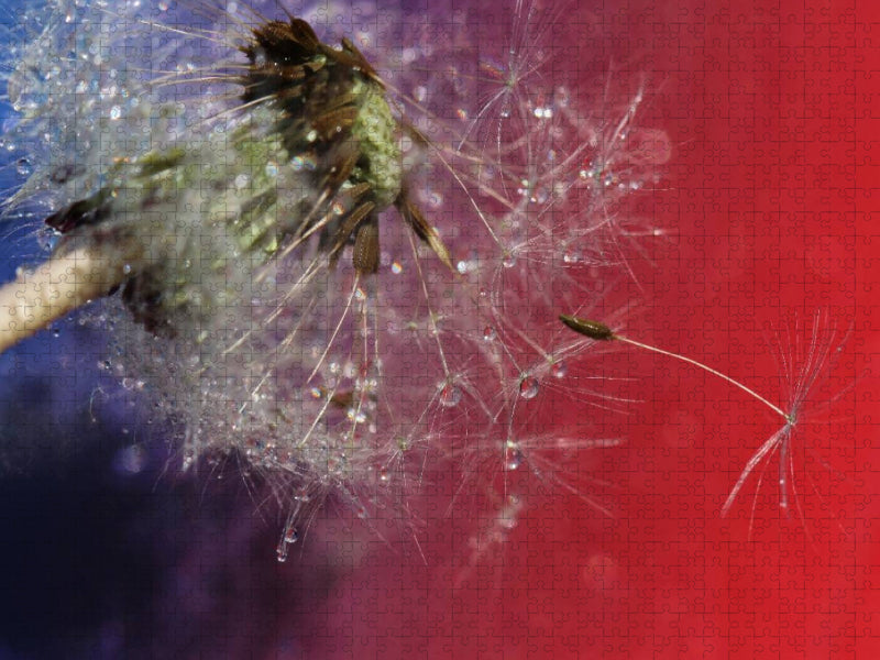 Morgentau und Pusteblümchen - CALVENDO Foto-Puzzle'