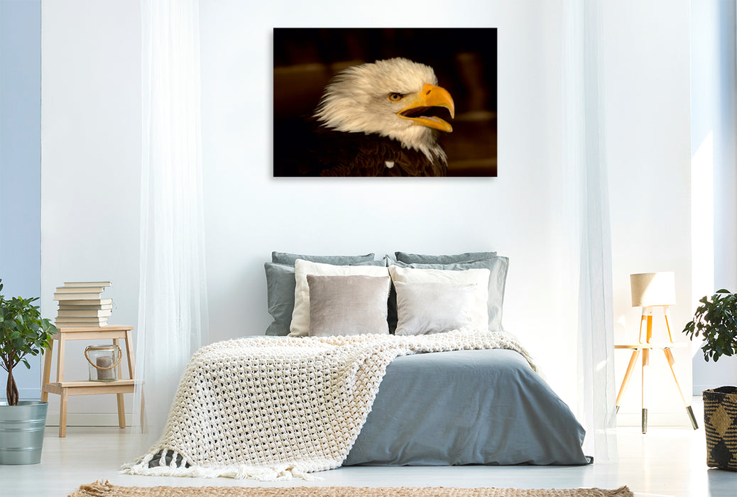 Toile textile premium Toile textile premium 120 cm x 80 cm paysage Oiseaux de proie - Le pygargue à tête blanche 