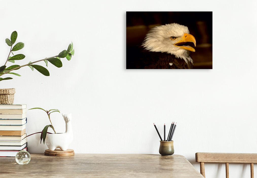 Toile textile premium Toile textile premium 120 cm x 80 cm paysage Oiseaux de proie - Le pygargue à tête blanche 