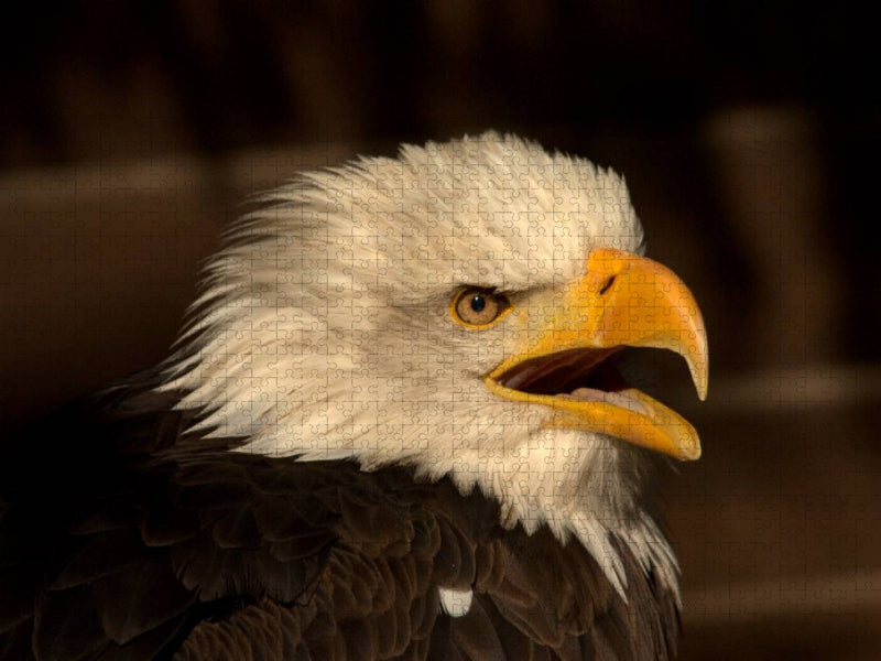 Greifvögel - Der Weißkopfseeadler - CALVENDO Foto-Puzzle'