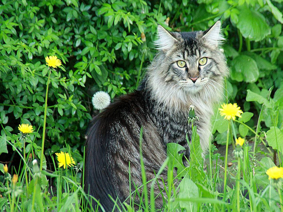 Katzen - Maine Coon - CALVENDO Foto-Puzzle'