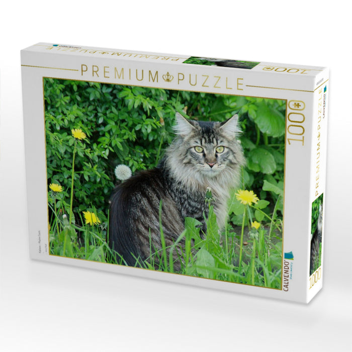 Katzen - Maine Coon - CALVENDO Foto-Puzzle'