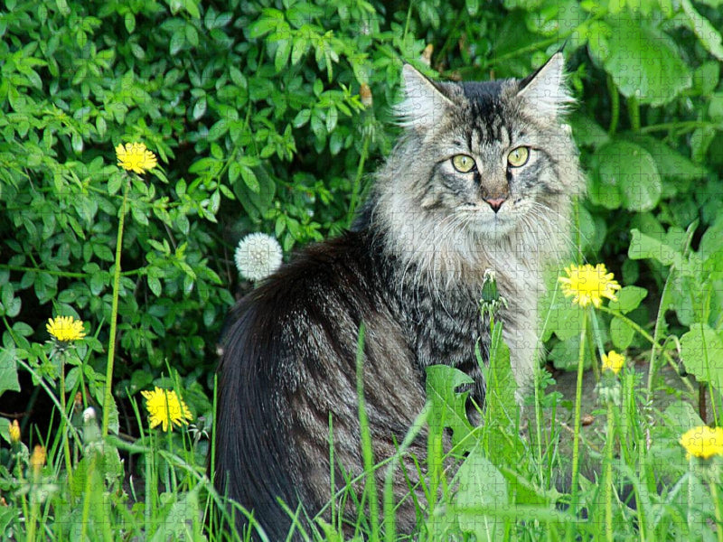 Katzen - Maine Coon - CALVENDO Foto-Puzzle'