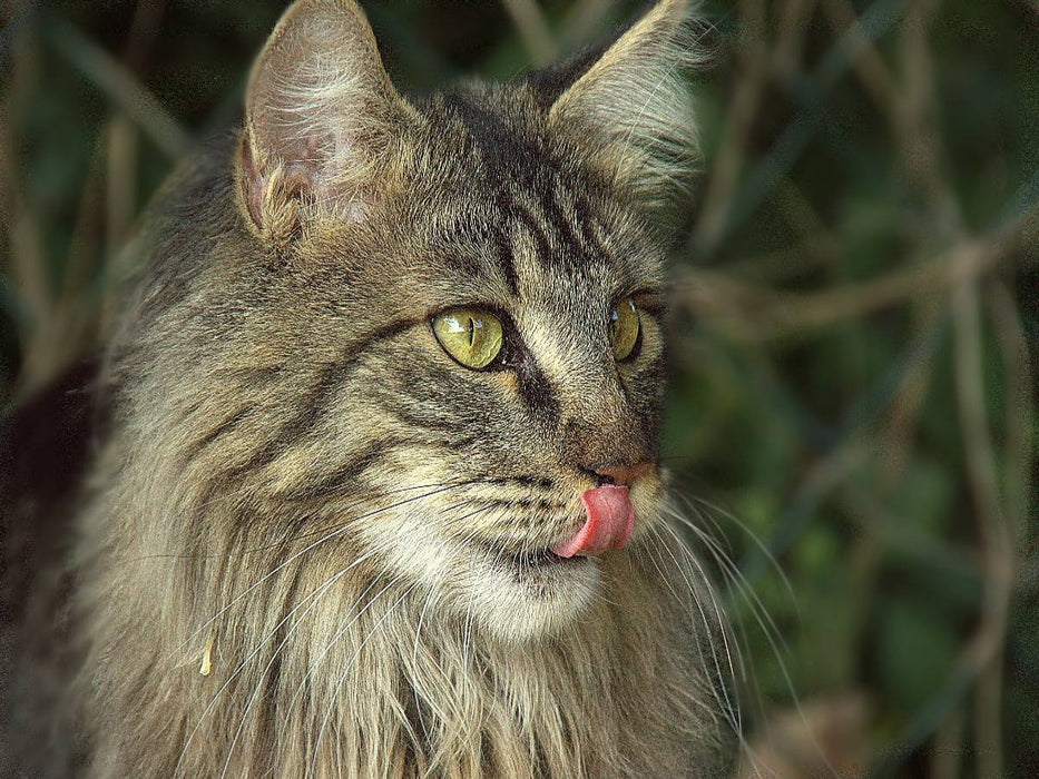 Katzen - Maine Coon - CALVENDO Foto-Puzzle'