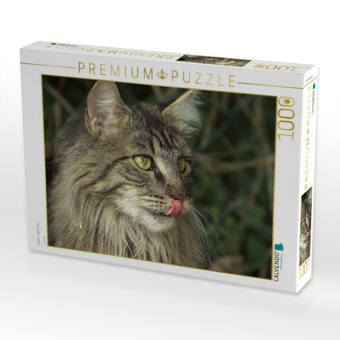 Katzen - Maine Coon - CALVENDO Foto-Puzzle'