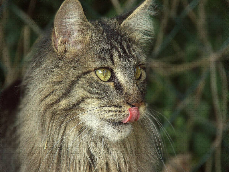 Katzen - Maine Coon - CALVENDO Foto-Puzzle'