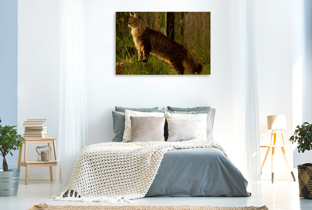 Premium Textil-Leinwand Premium Textil-Leinwand 120 cm x 80 cm quer Katzen - Maine Coon