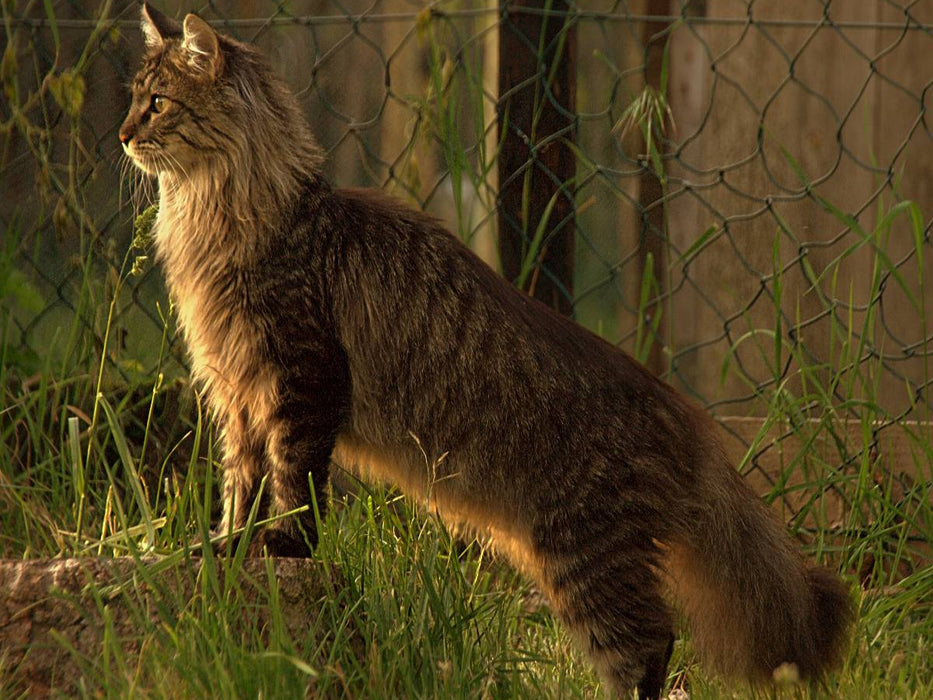 Katzen - Maine Coon - CALVENDO Foto-Puzzle'
