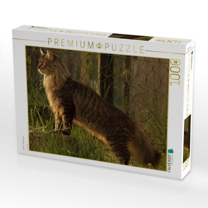 Katzen - Maine Coon - CALVENDO Foto-Puzzle'