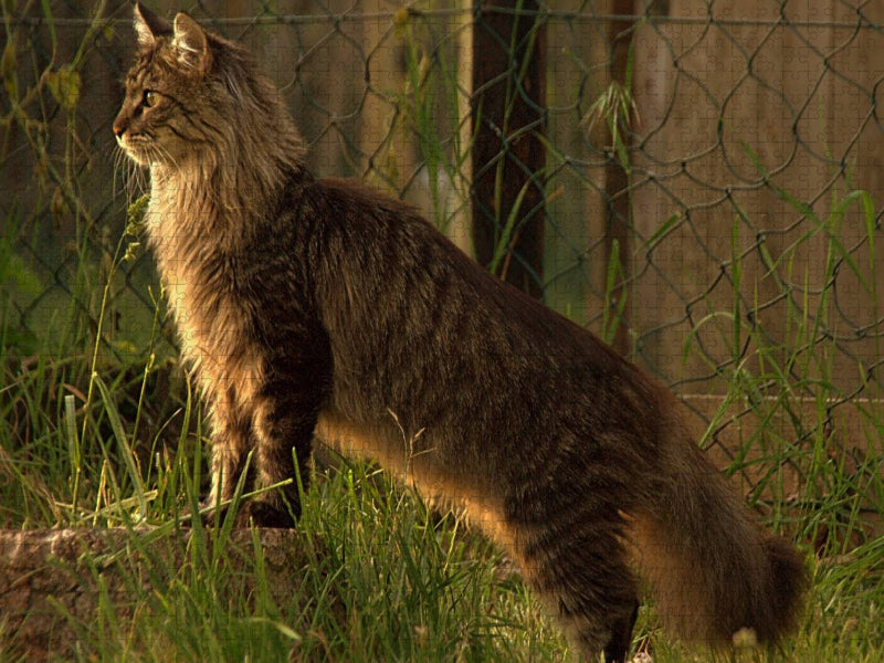Katzen - Maine Coon - CALVENDO Foto-Puzzle'