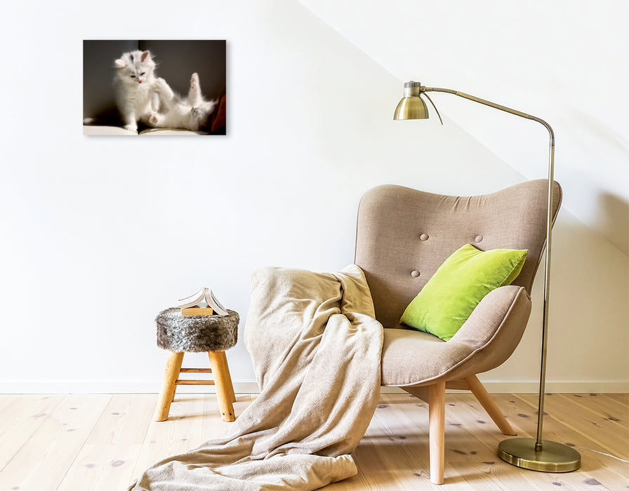 Premium Textil-Leinwand Ein Motiv aus dem Kalender Kinderstube der Perserkatzen