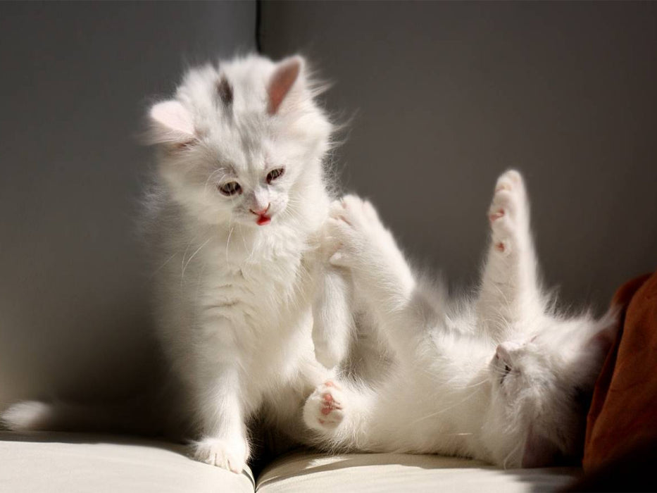 Katzen - Perserkatze - CALVENDO Foto-Puzzle'
