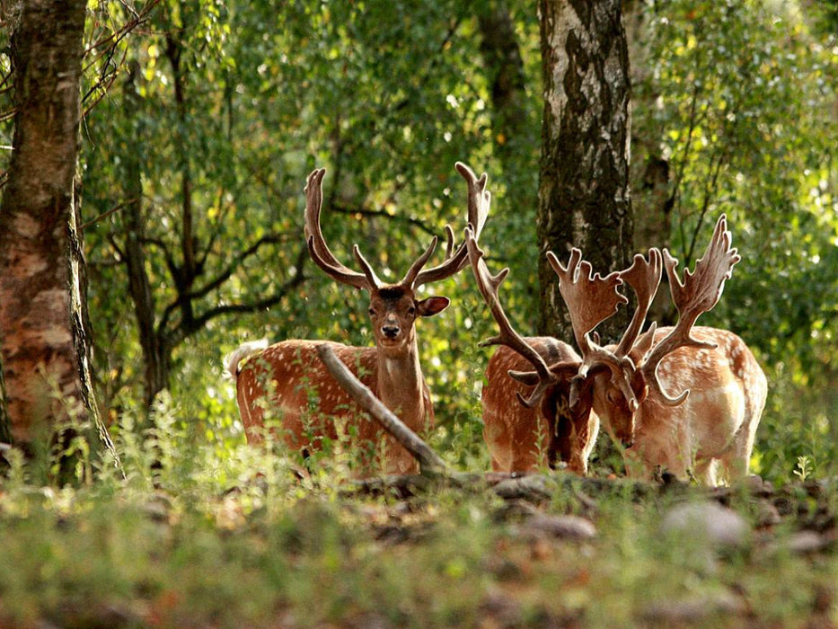 Damhirsche - CALVENDO Foto-Puzzle'