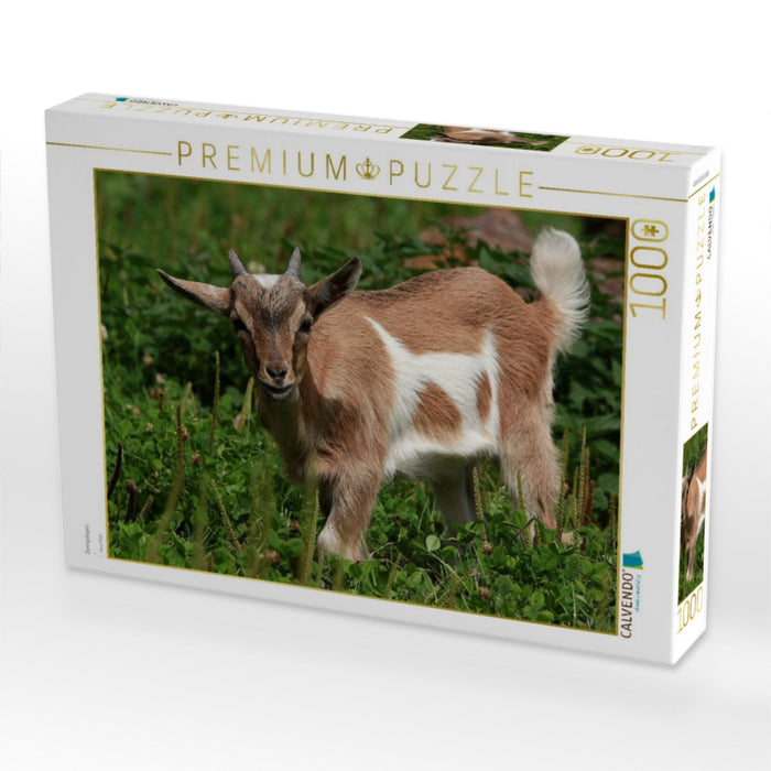 Zwergziegen - CALVENDO Foto-Puzzle'