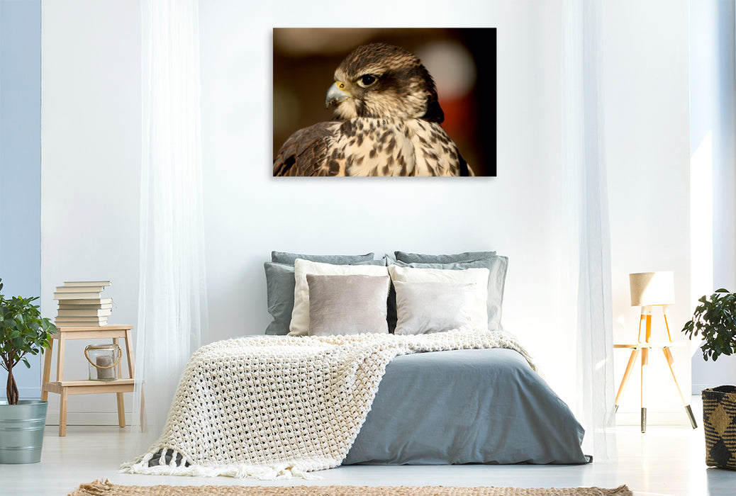 Toile textile premium Toile textile premium 120 cm x 80 cm paysage Oiseaux de proie - Faucon sacre 