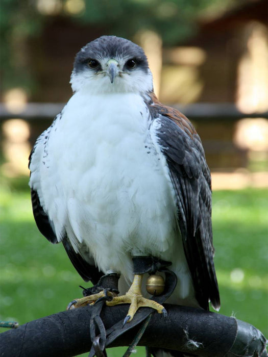 Greifvögel - Rotrückenbussard - CALVENDO Foto-Puzzle'